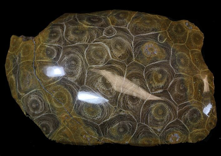 Polished Fossil Coral - Morocco #35333